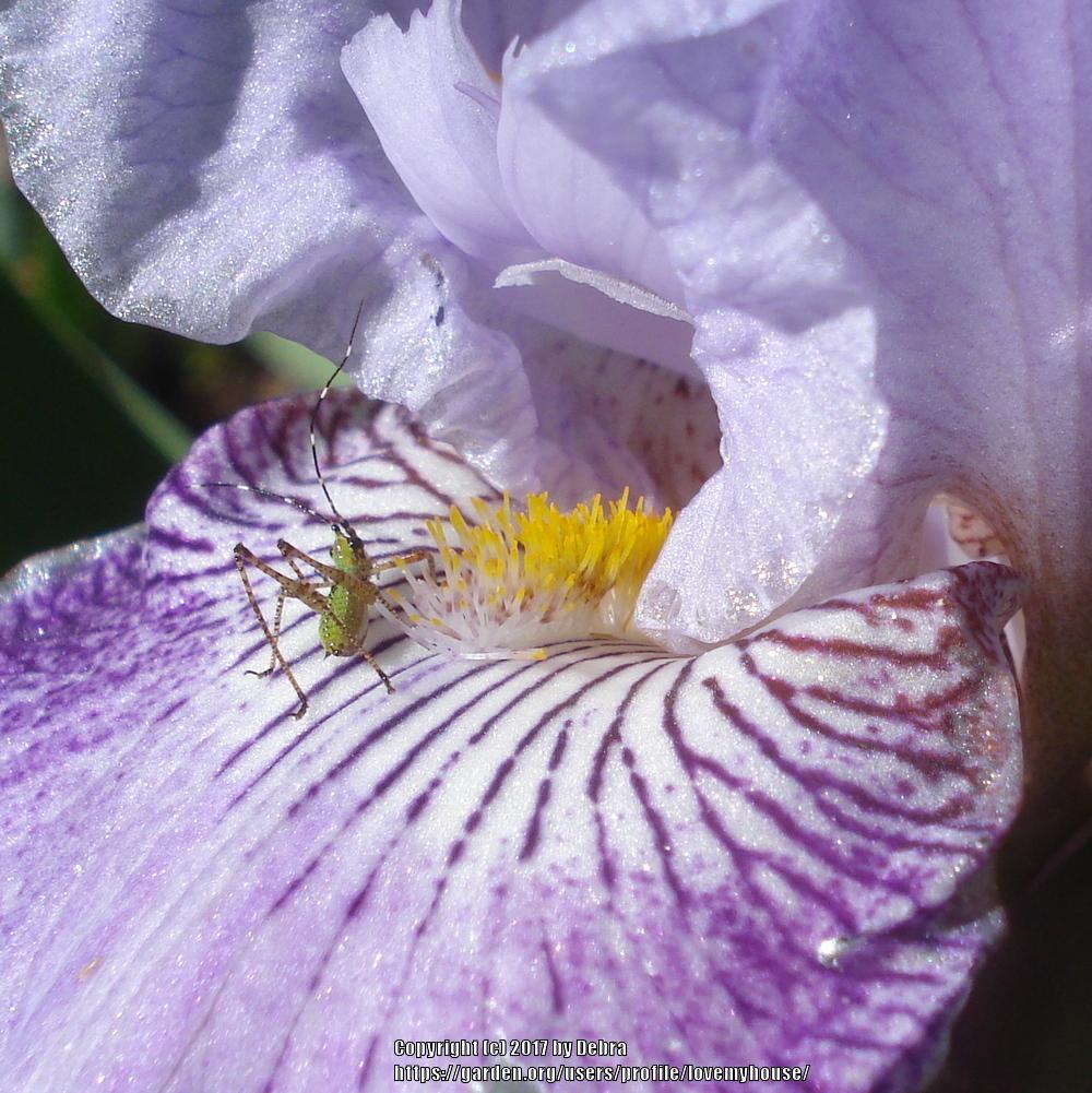 Photo of Border Bearded Iris (Iris 'See My Etchings') uploaded by lovemyhouse