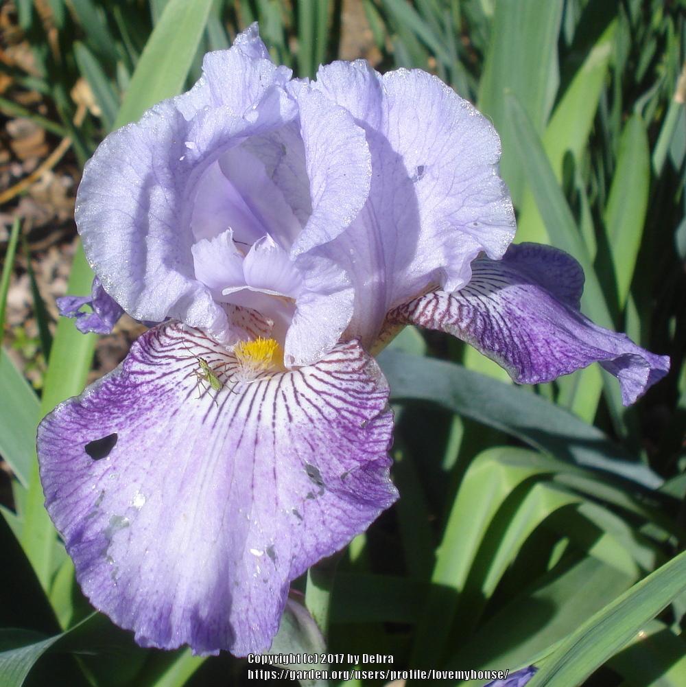 Photo of Border Bearded Iris (Iris 'See My Etchings') uploaded by lovemyhouse