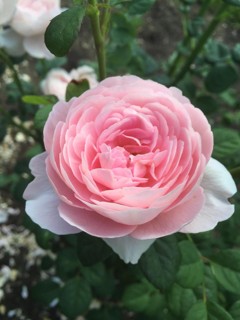Photo of Rose (Rosa 'Queen of Sweden') uploaded by Bmyoung