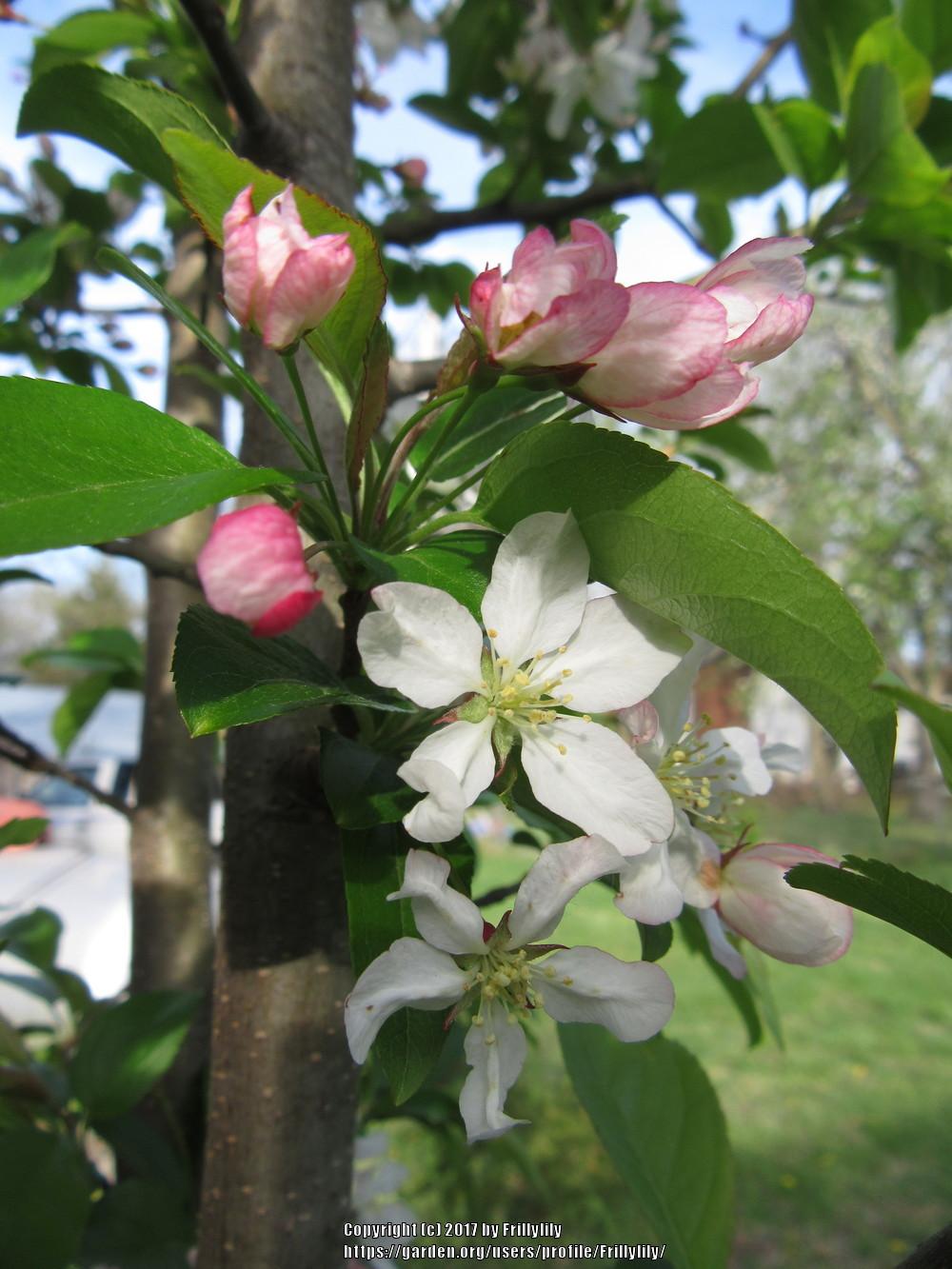 Photo of Crabapple (Malus Harvest Gold®) uploaded by Frillylily