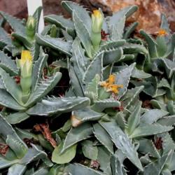 Location: Botanical Garden Bochum
Date: 2017-03-27
Formerly Faucaria lupina.