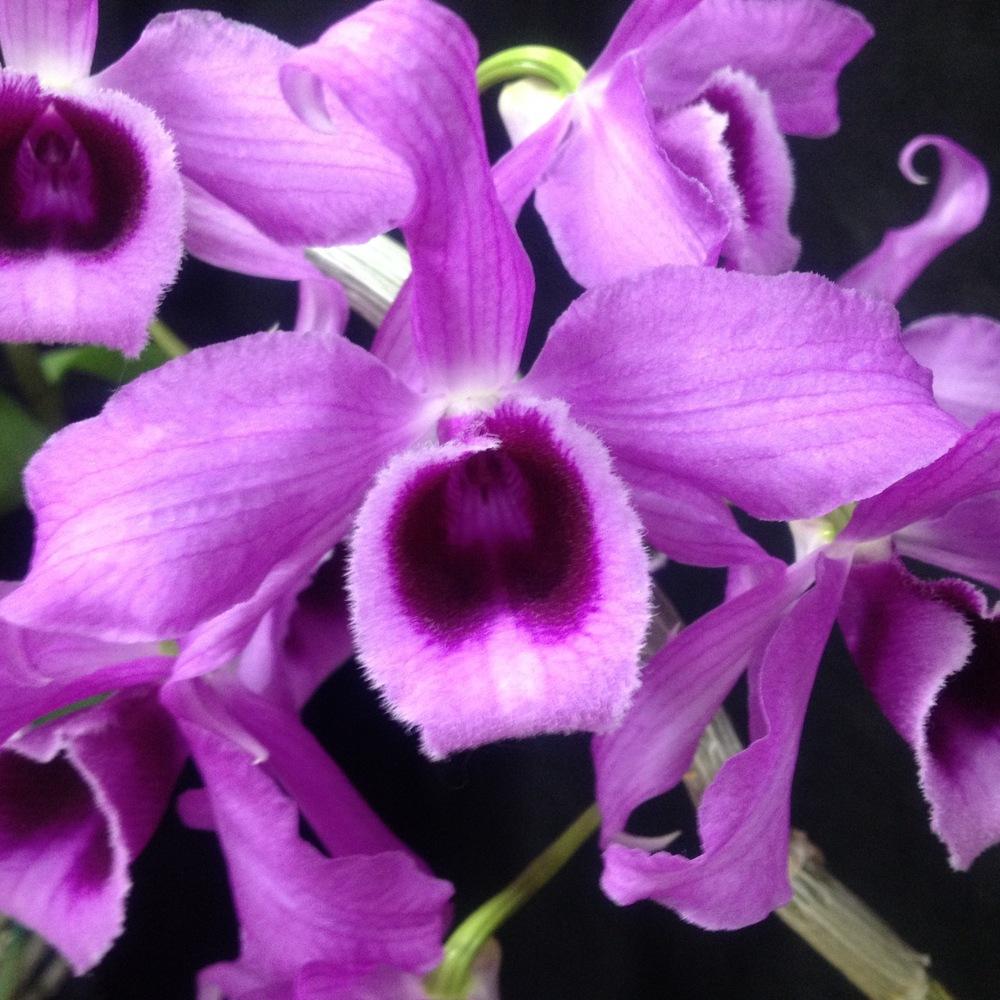 Photo of Orchid (Dendrobium anosmum) uploaded by csandt