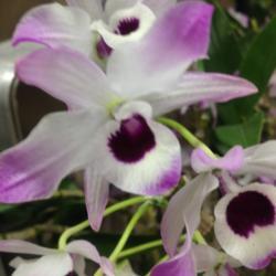 Location: Southeast Pennsylvania Orchid Show (SEPOS) and Sale, Oaks, Pennsylvania 19456
Date: 2017-03-24