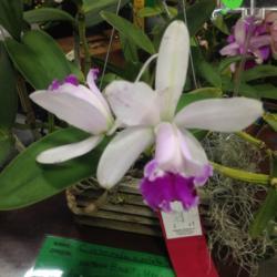 Location: Southeast Pennsylvania Orchid Show (SEPOS) and Sale, Oaks, Pennsylvania 19456
Date: 2017-3-24
Labelled Cattleya intermedia var. orlata.