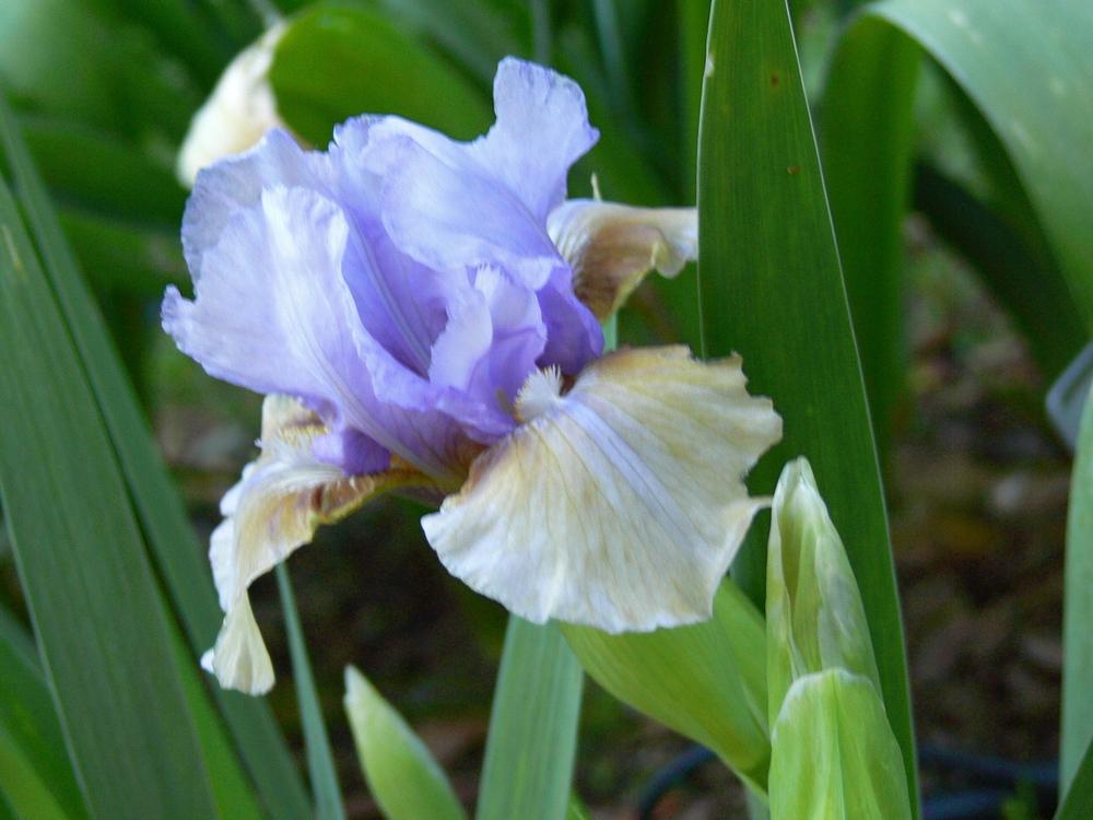Photo of Intermediate Bearded Iris (Iris 'Fast Forward') uploaded by janwax
