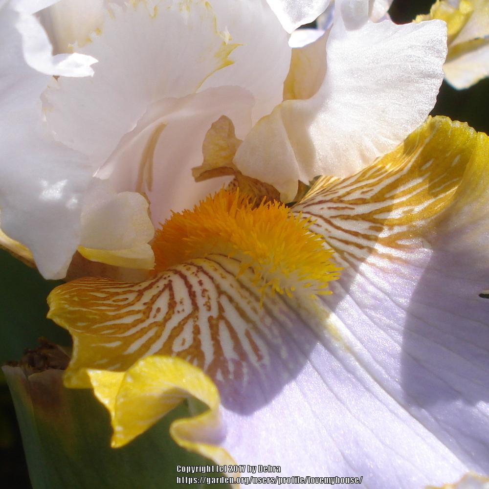 Photo of Tall Bearded Iris (Iris 'Ron Mullin') uploaded by lovemyhouse