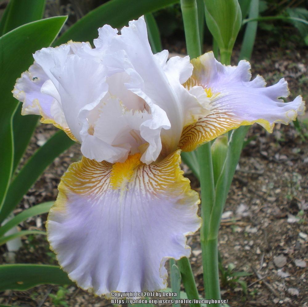 Photo of Tall Bearded Iris (Iris 'Ron Mullin') uploaded by lovemyhouse