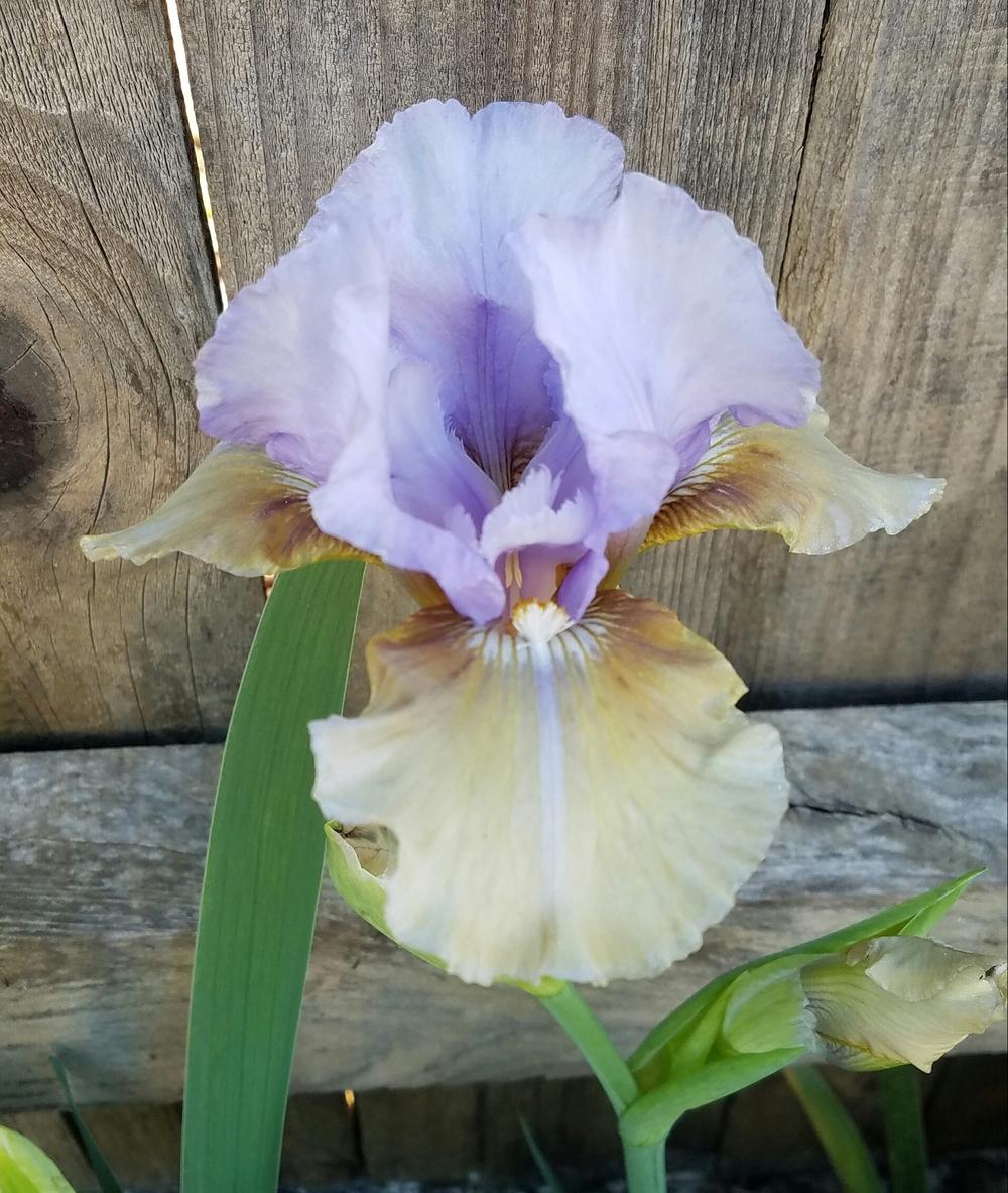 Photo of Intermediate Bearded Iris (Iris 'Fast Forward') uploaded by mesospunky