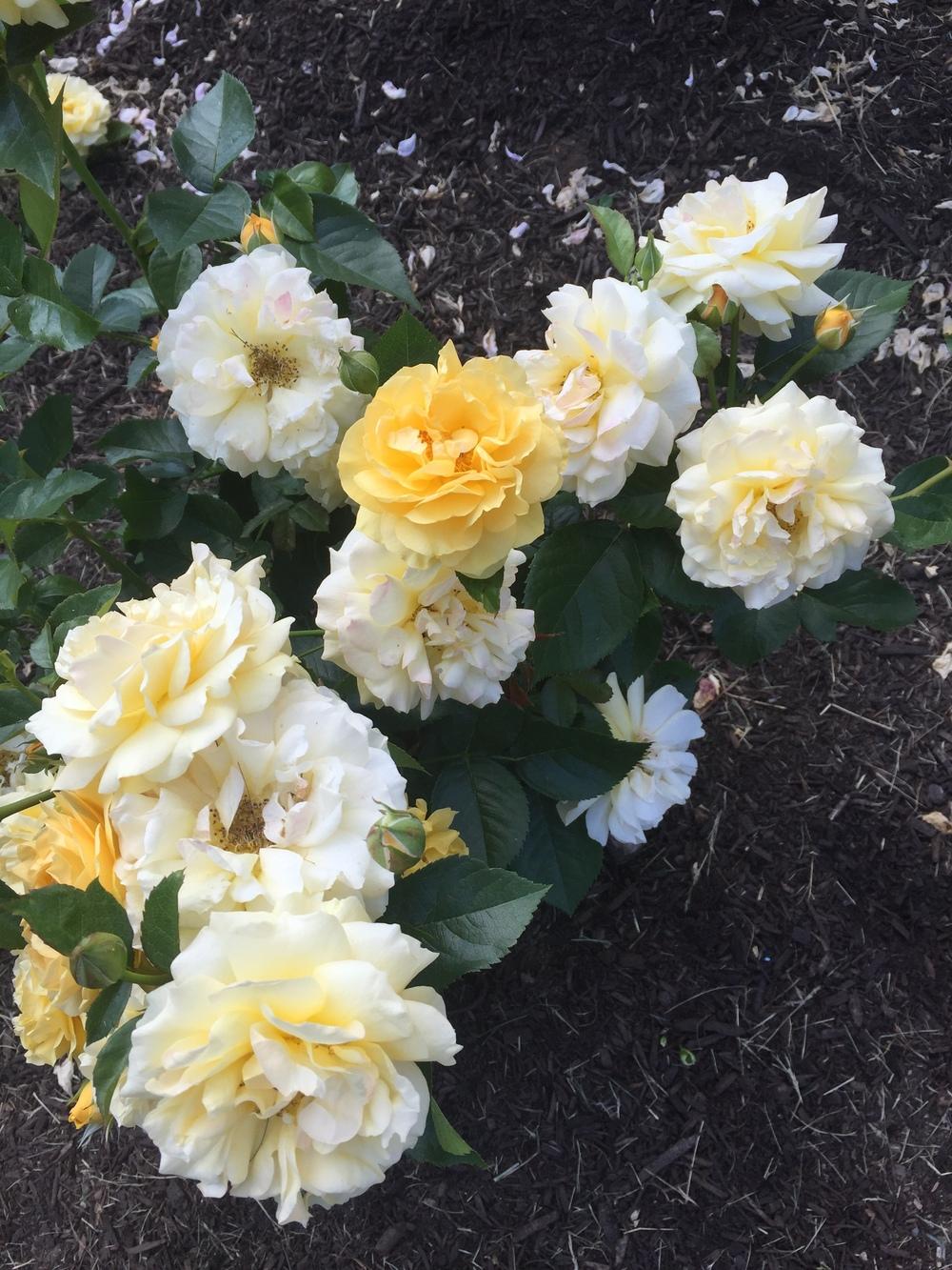 Photo of Floribunda Rose (Rosa 'Julia Child') uploaded by Bmyoung