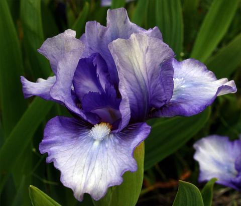 Photo of Standard Dwarf Bearded Iris (Iris 'Blend of Blue') uploaded by Calif_Sue