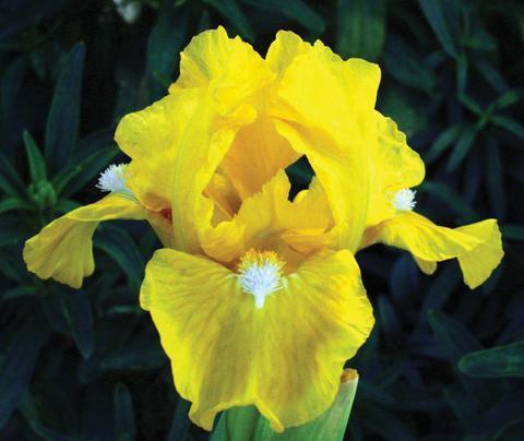 Photo of Standard Dwarf Bearded Iris (Iris 'Cache of Gold') uploaded by Calif_Sue