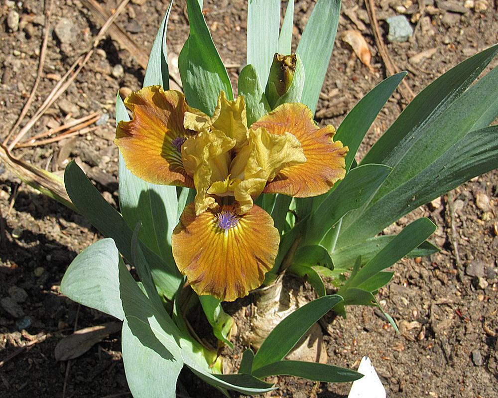 Photo of Standard Dwarf Bearded Iris (Iris 'California Boy') uploaded by Lestv