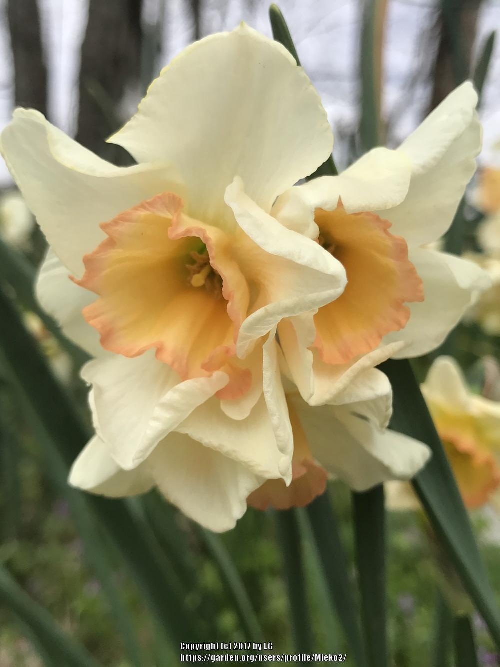 Photo of Jonquilla Daffodil (Narcissus 'Yazz') uploaded by Mieko2