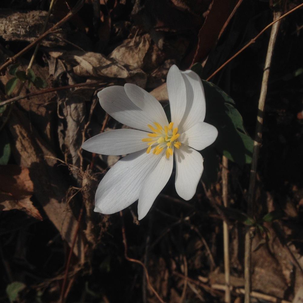 Photo of Bloodroot (Sanguinaria canadensis) uploaded by csandt