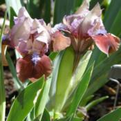 Cherry Tart Standard Dwarf Bearded Iris-Aitken