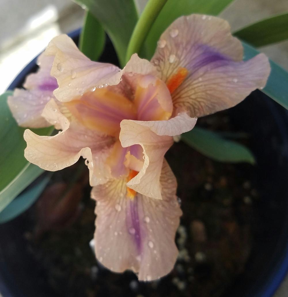 Photo of Intermediate Bearded Iris (Iris 'Adopt Me') uploaded by mesospunky