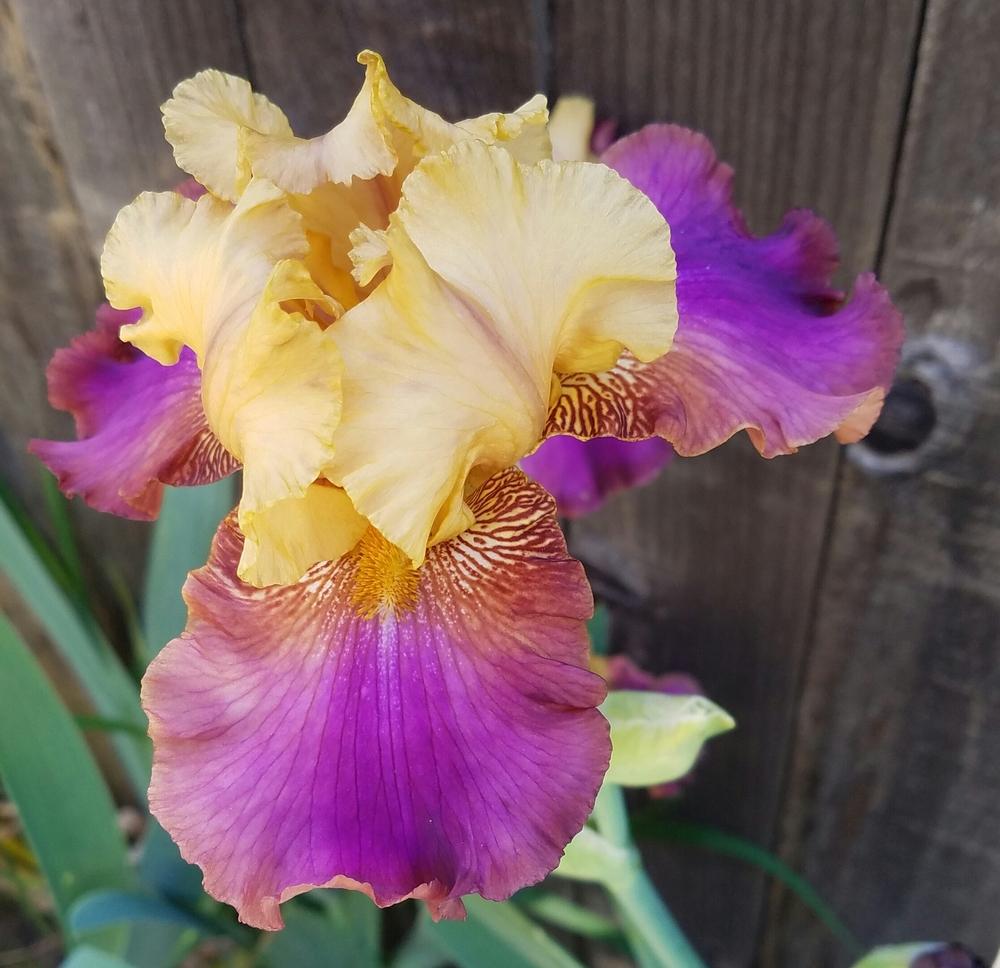 Photo of Tall Bearded Iris (Iris 'Class Clown') uploaded by mesospunky
