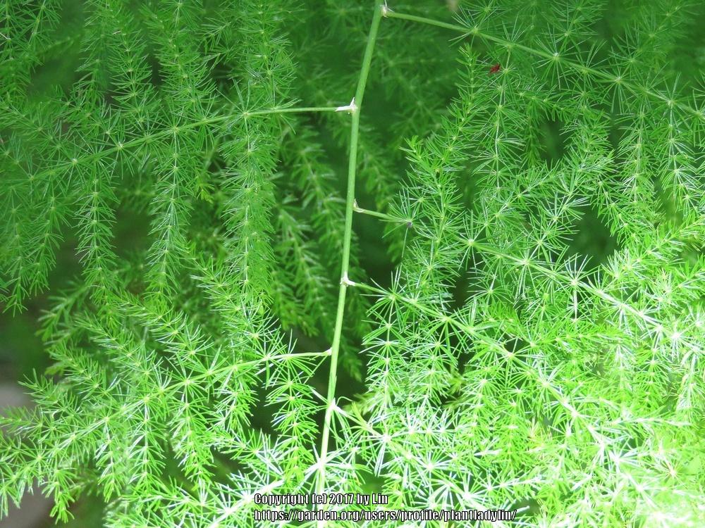 Photo of Asparagus Fern (Asparagus setaceus) uploaded by plantladylin