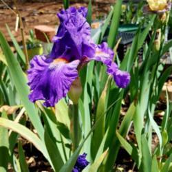 Location: Gabe's Iris Gardens Charlotte, NC
Date: 2017-03-31