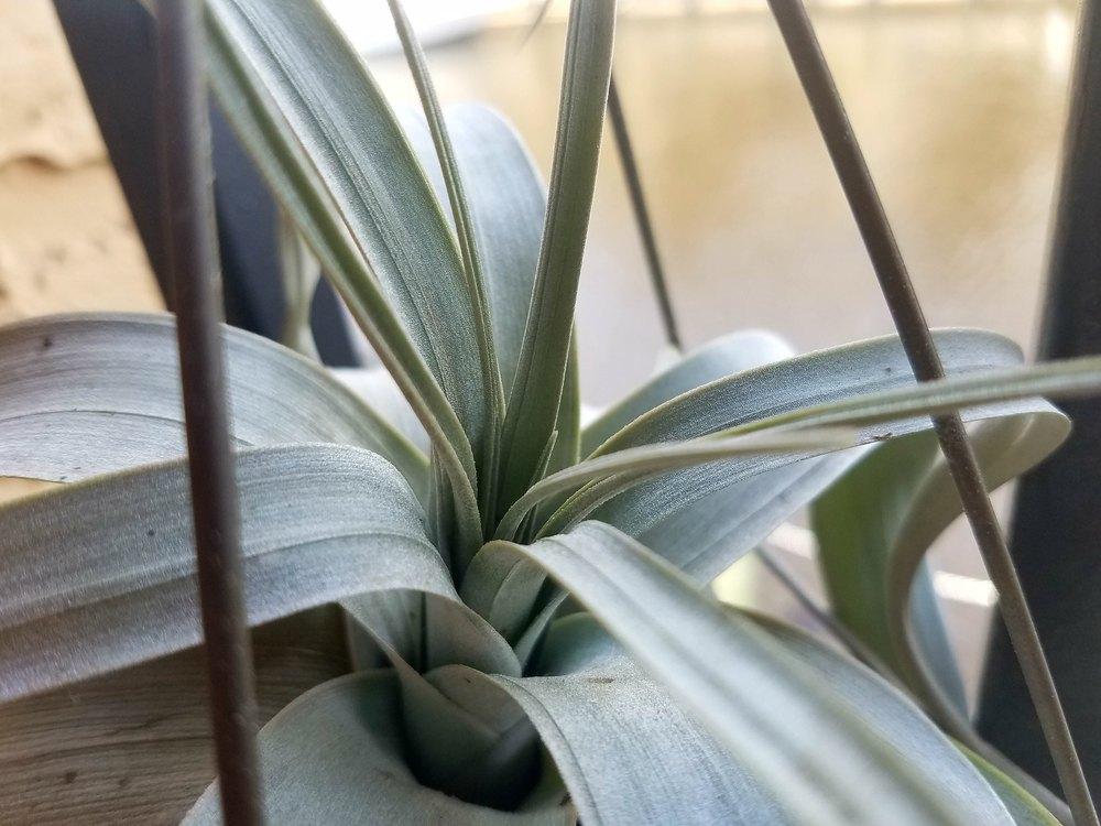 Photo of Air Plant (Tillandsia xerographica) uploaded by JamesAcclaims