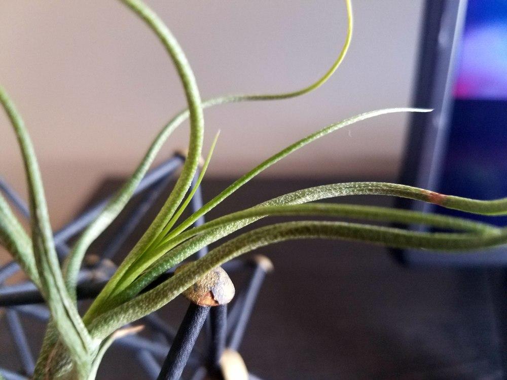Photo of Air Plant (Tillandsia butzii) uploaded by JamesAcclaims