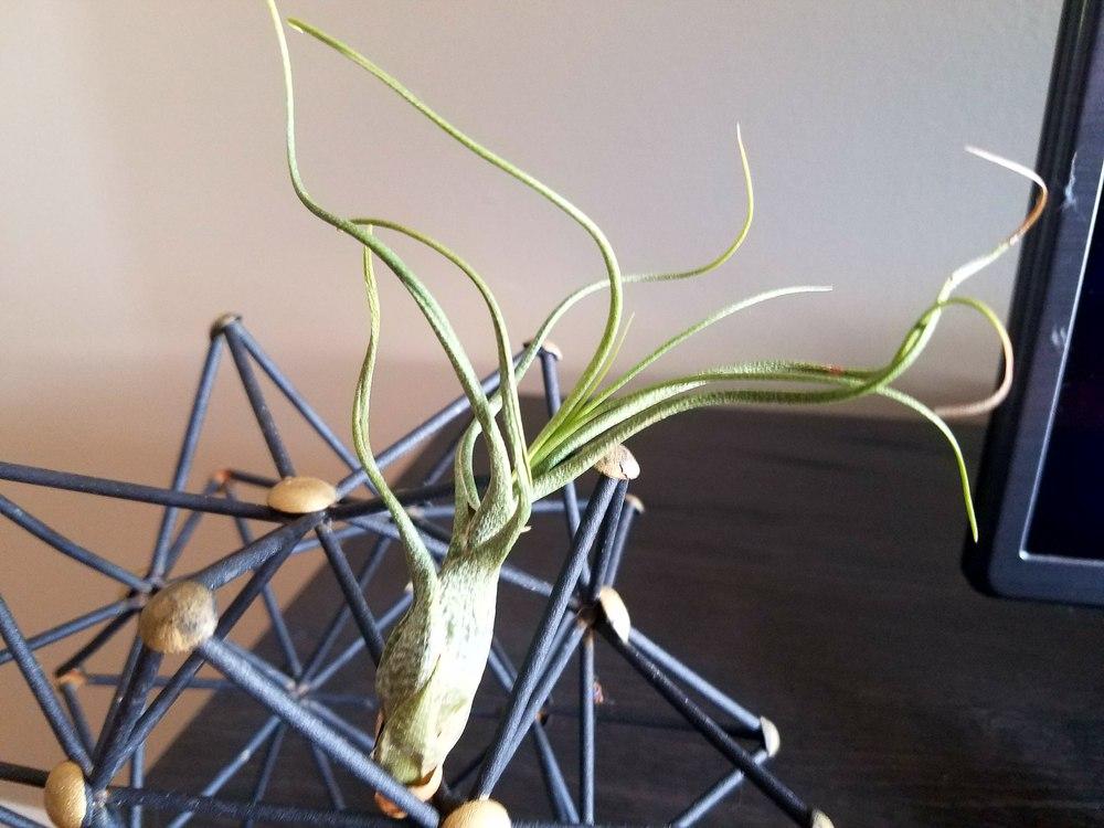 Photo of Air Plant (Tillandsia butzii) uploaded by JamesAcclaims