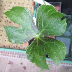 Location: Del Norte Calif amongst the redwoods in my greenhouse
Date: 2017-04-02
hexandrum MD97150 ex Yunnan