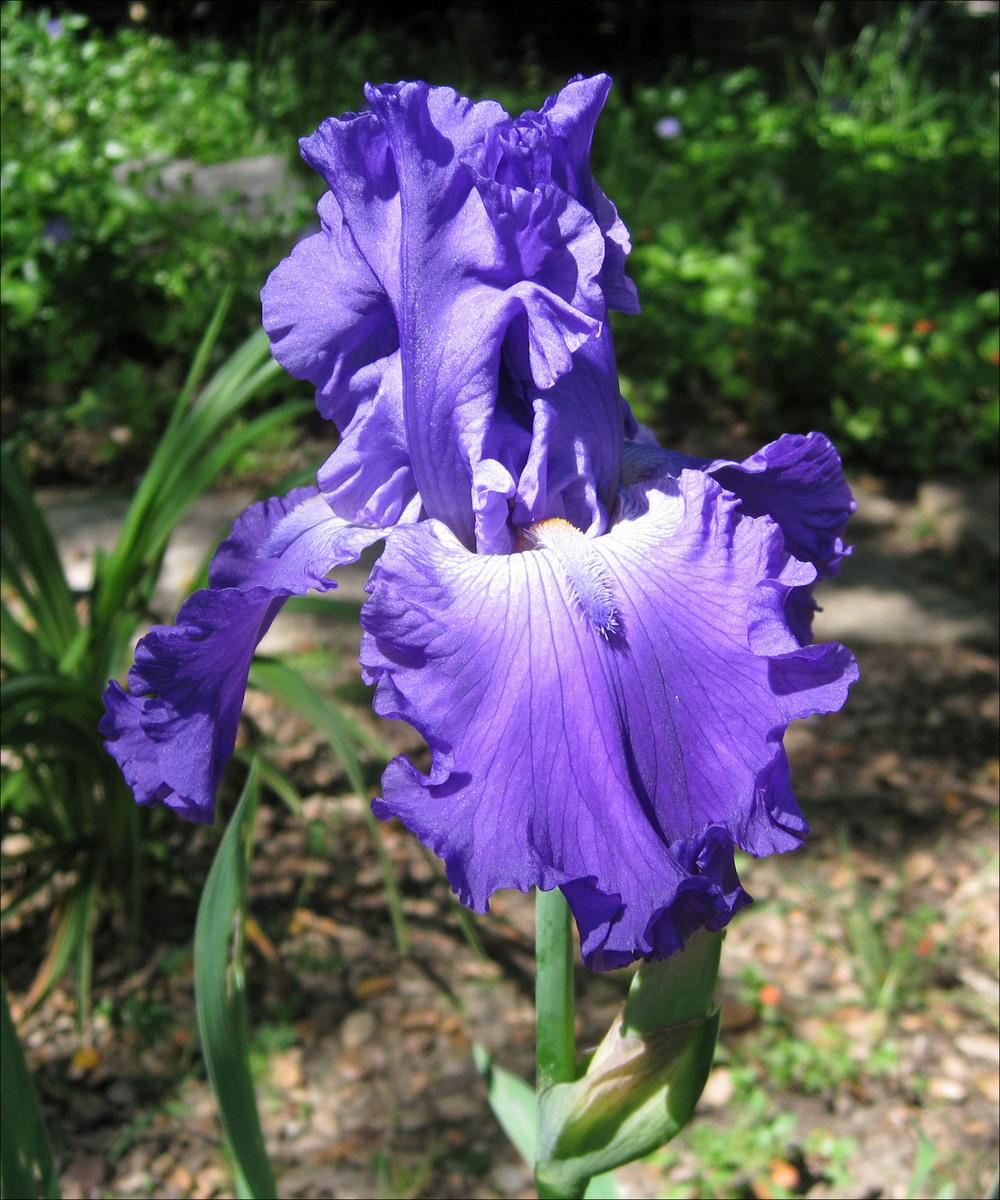 Photo of Tall Bearded Iris (Iris 'Autumn Thunder') uploaded by Polymerous