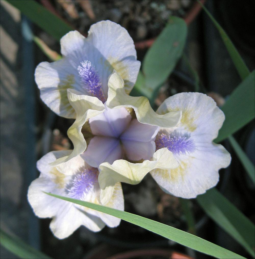 Photo of Standard Dwarf Bearded Iris (Iris 'Blue Oasis') uploaded by Polymerous