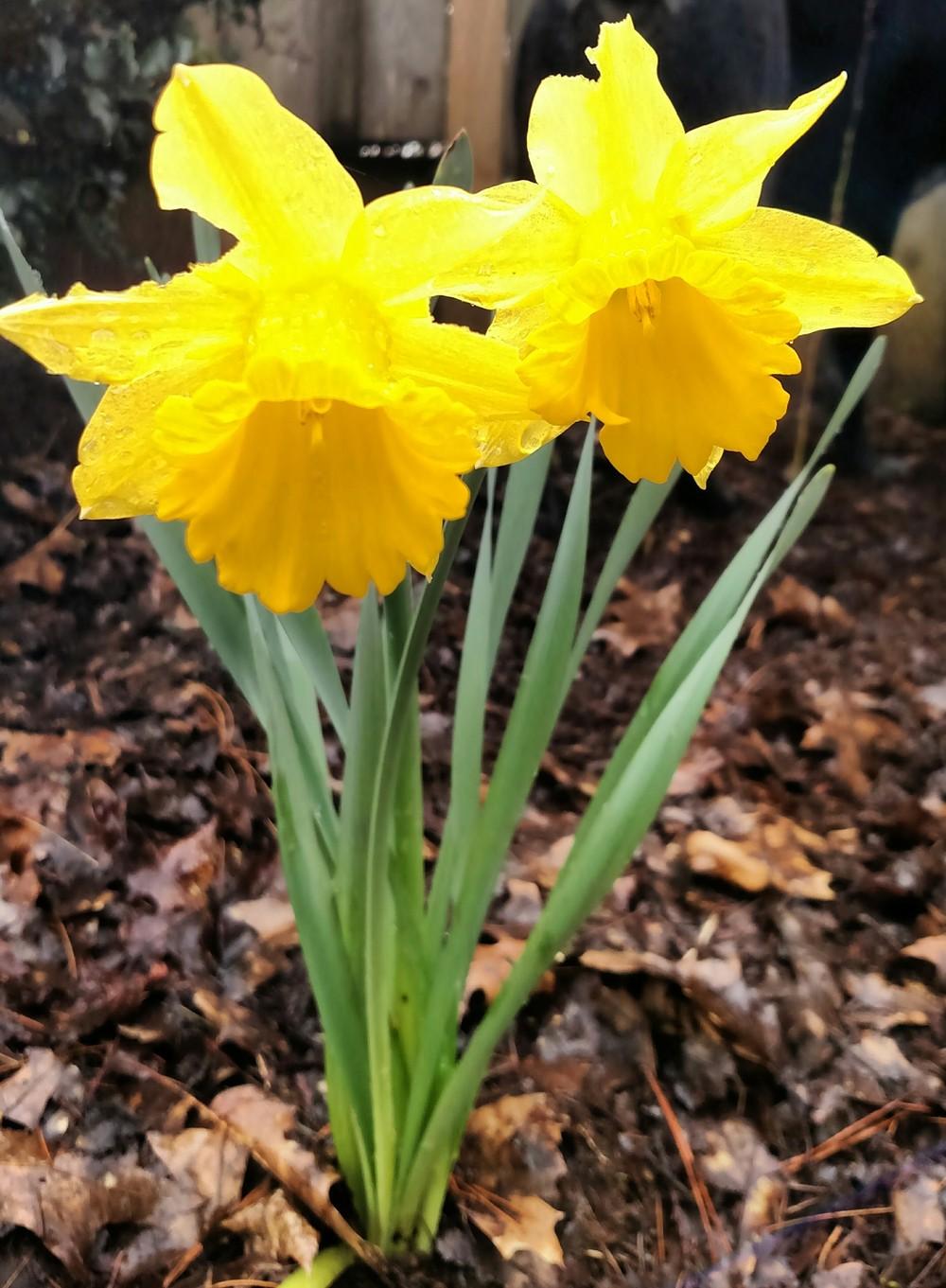 Photo of Daffodils (Narcissus) uploaded by Toni