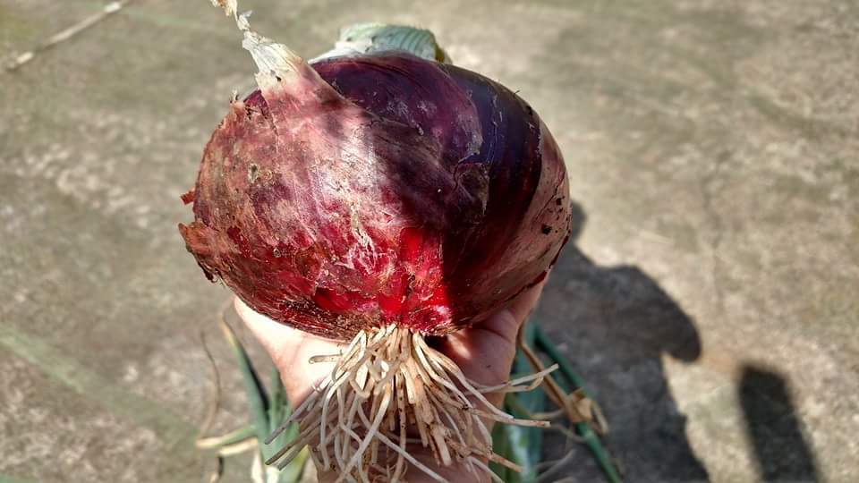 Photo of Garden Onion (Allium cepa 'Red Wing') uploaded by Toni