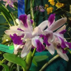 Location: Southeast Pennsylvania Orchid Show (SEPOS) and Sale, Oaks, Pennsylvania 19456 
Date: 2017-03-24
Cattleya intermedia var. aquinii