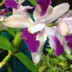 Location: Southeast Pennsylvania Orchid Show (SEPOS) and Sale, Oaks, Pennsylvania 19456 
Date: 2017-03-24
Cattleya intermedia var aquinii