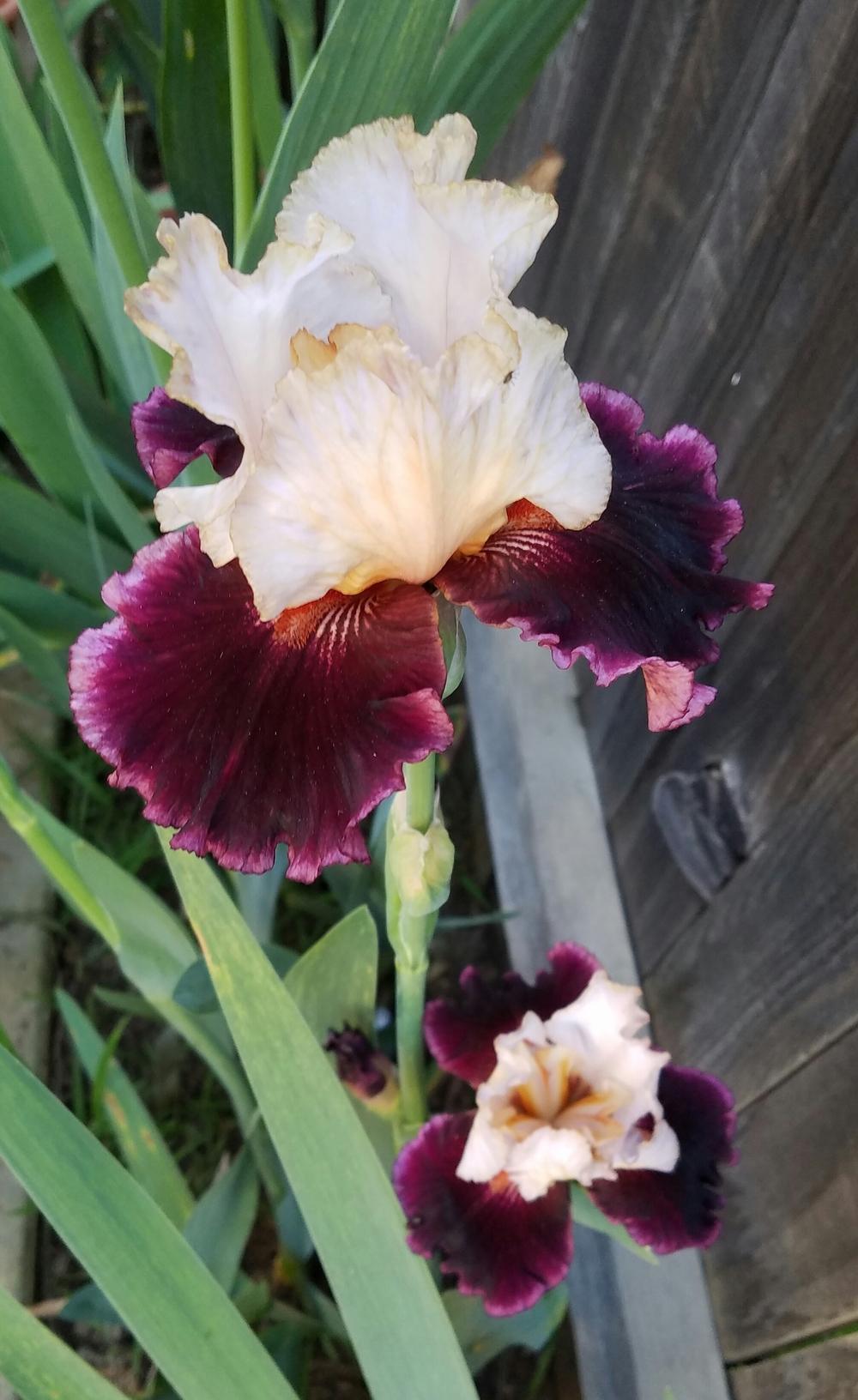 Photo of Tall Bearded Iris (Iris 'Raspberry Swirl') uploaded by mesospunky