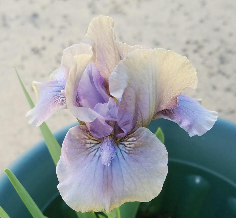 Photo of Standard Dwarf Bearded Iris (Iris 'Inner Space') uploaded by mesospunky