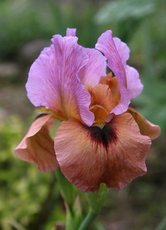 Photo of Arilbred Iris (Iris 'Refiner's Fire') uploaded by Calif_Sue