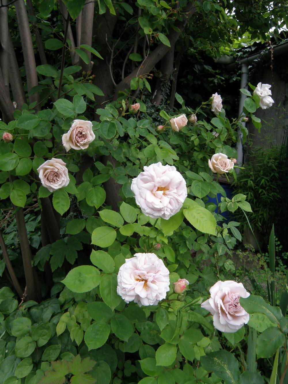 Photo of Rose (Rosa 'Ash Wednesday') uploaded by IrisLilli
