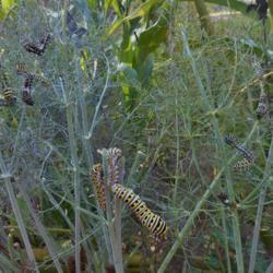 Location: Lowndesboro AL
Date: 2016-10-09
Black Swallowtail caterpillars