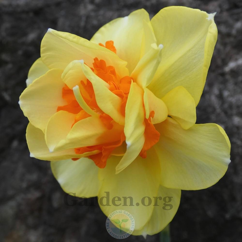 Photo of Double Daffodil (Narcissus 'Tahiti') uploaded by Patty