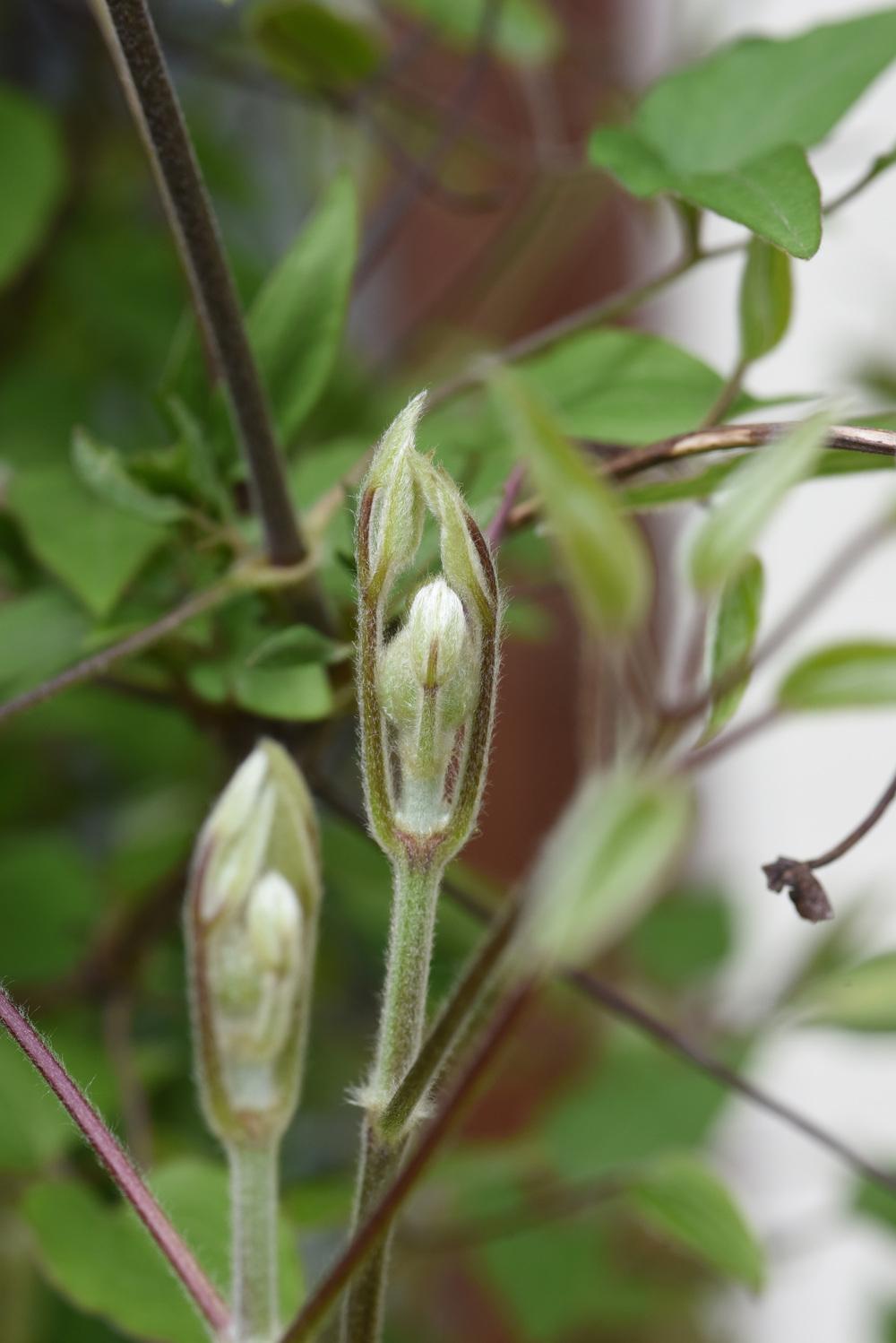 Photo of Clematis Parisienne™ uploaded by cliftoncat