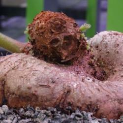 Location: Philadelphia Flower Show
Date: March 2017
A close look at its namesake tuber