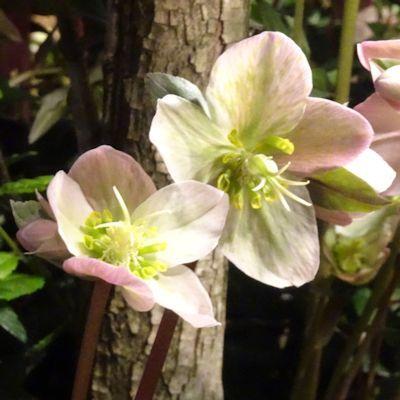 Photo of Hellebore (Helleborus Gold Collection® Pink Frost) uploaded by critterologist