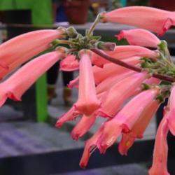 Location: Philadelphia Flower Show
Date: March 2017
Tubular blooms as long as my thumb!