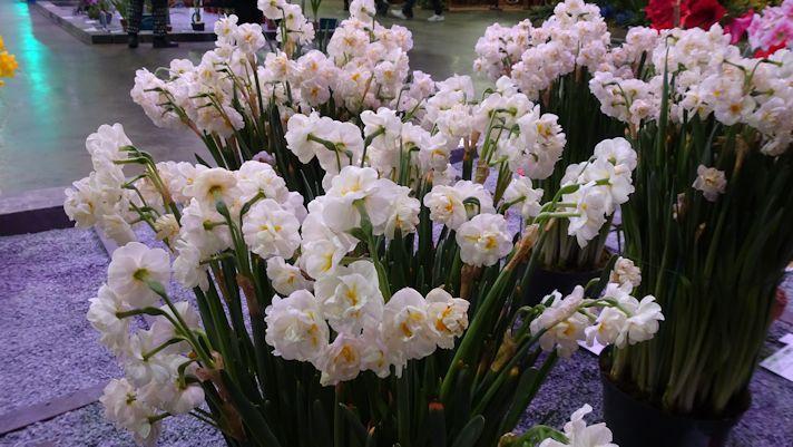 Photo of Double Daffodil (Narcissus 'Bridal Crown') uploaded by critterologist