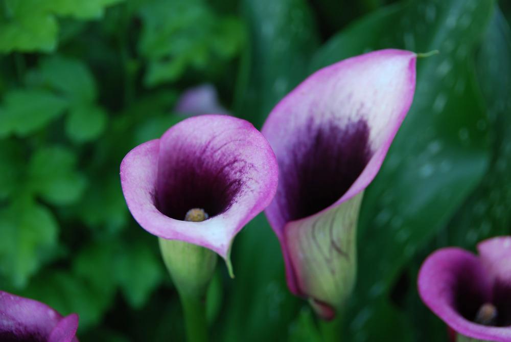 Photo of Calla Lily (Zantedeschia 'Purple Heart') uploaded by doctorpartlow