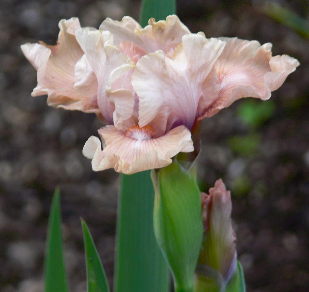 Photo of Intermediate Bearded Iris (Iris 'Date Me') uploaded by janwax