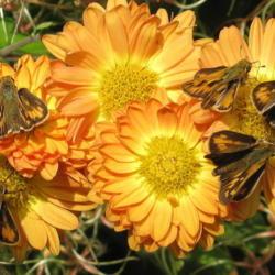 Location: central Illinois
Date: 10-30-10
Skippers on chrysanthemum