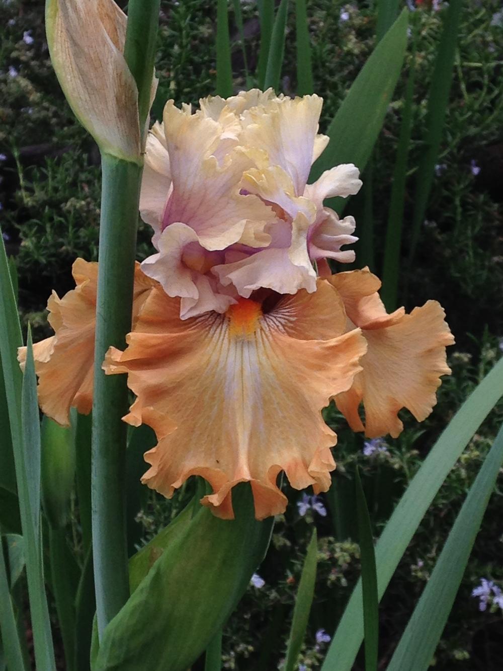 Photo of Tall Bearded Iris (Iris 'Cinderella's Secret') uploaded by lilpod13