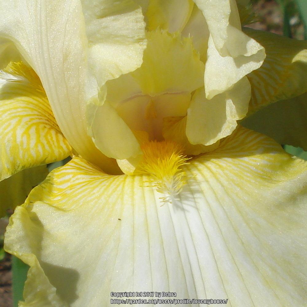 Photo of Tall Bearded Iris (Iris 'Gilded Cloud') uploaded by lovemyhouse