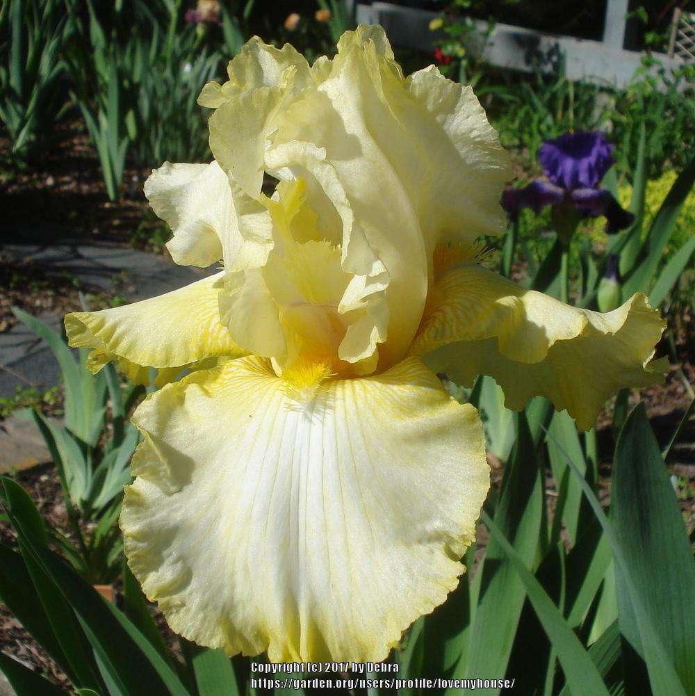 Photo of Tall Bearded Iris (Iris 'Gilded Cloud') uploaded by lovemyhouse